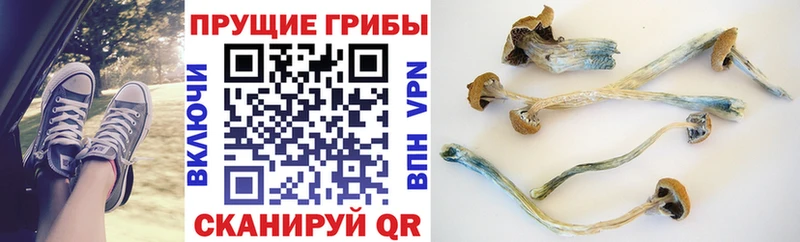 Псилоцибиновые грибы Cubensis  Купить закладки  Сухой Лог 